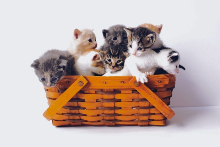 9 Tips To Keep Your Pet Safe WhenTraveling With You This Holiday Season