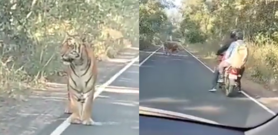 Watch Bike Riders Encounter Tiger on Forest Road and Respond