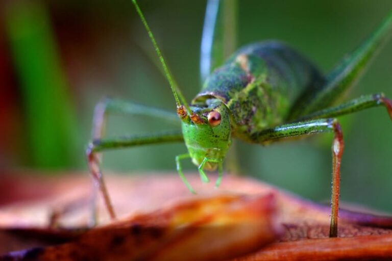 What Do Crickets Eat?
