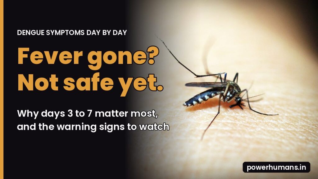 Aedes mosquito on human skin with the text Dengue symptoms day by day: Fever gone? Not safe yet