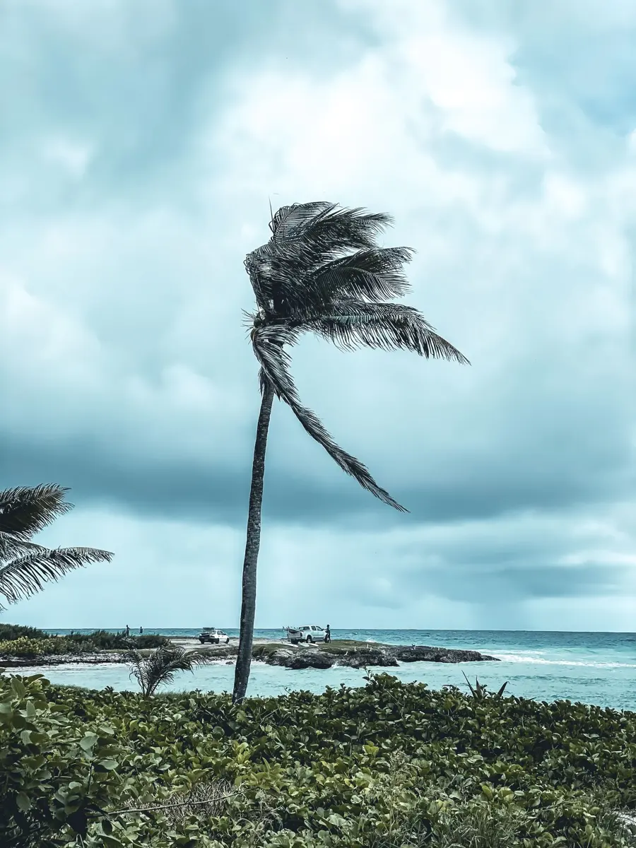 Palm trees bending in strong wind under a grey stormy sky by the sea